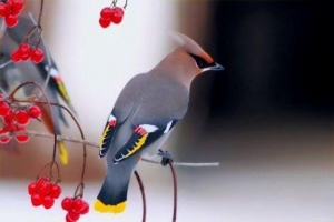 74 ��Ѳ����� ����Ĳ����� ����� �������˲��ֲ�