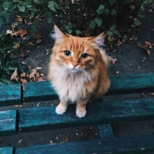 �� ��������� ����в���:
���������� ������ ���� � ��������