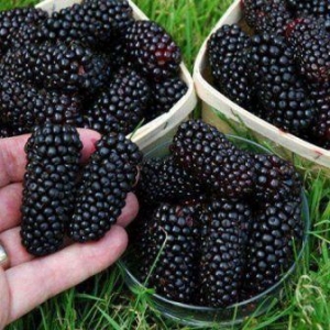 69 ��Ѳ����� ����Ĳ����� ����� �������˲��ֲ�