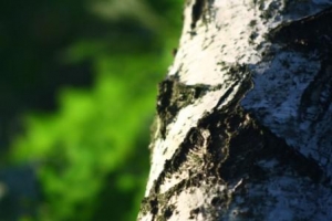 ������: ����� ��� ������̲��ֲ�